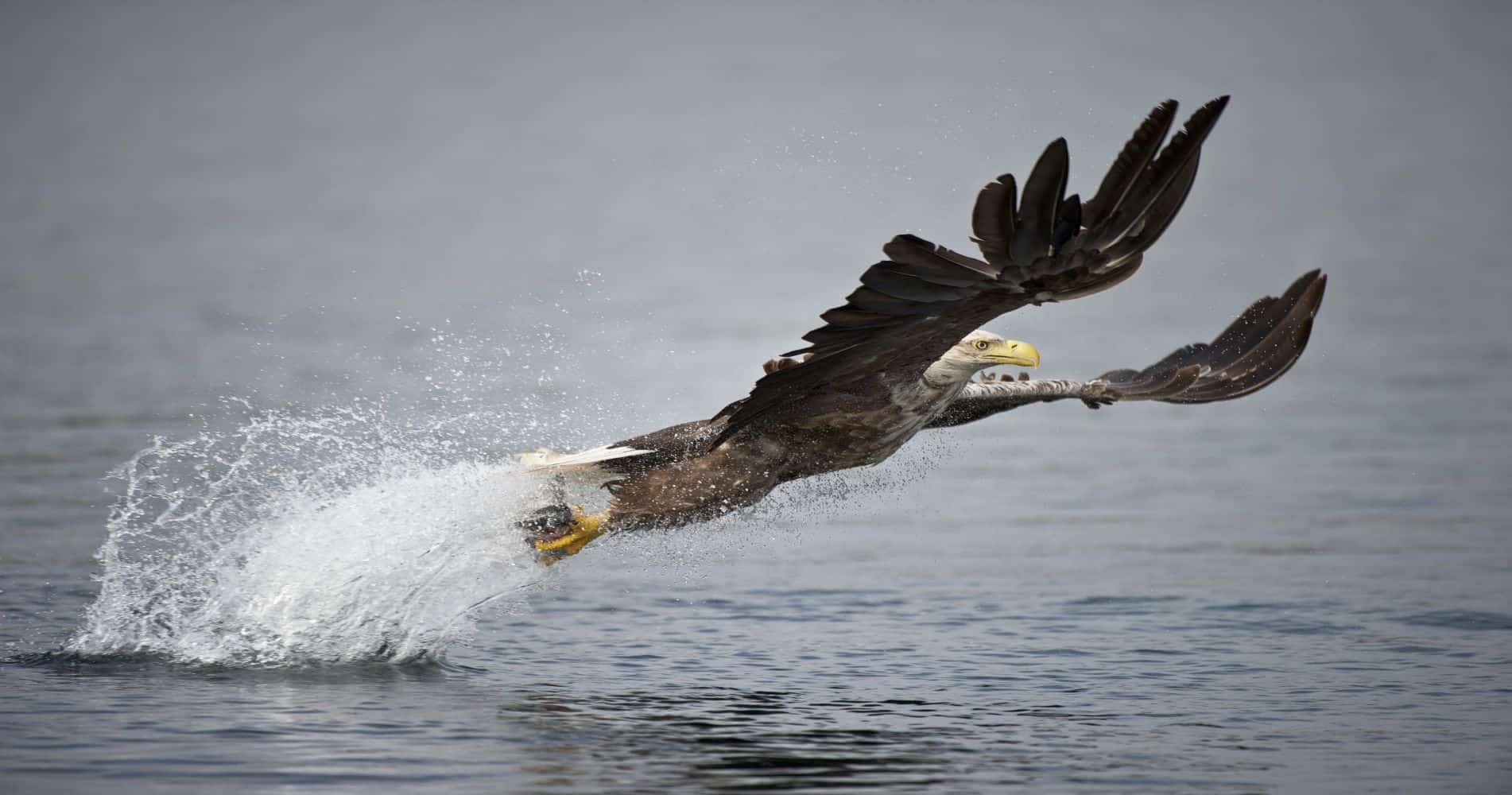eagle catching a fish